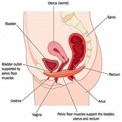 Pelvic Pain